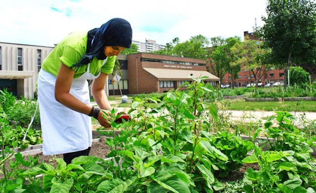 Community gardens: green faith in practice