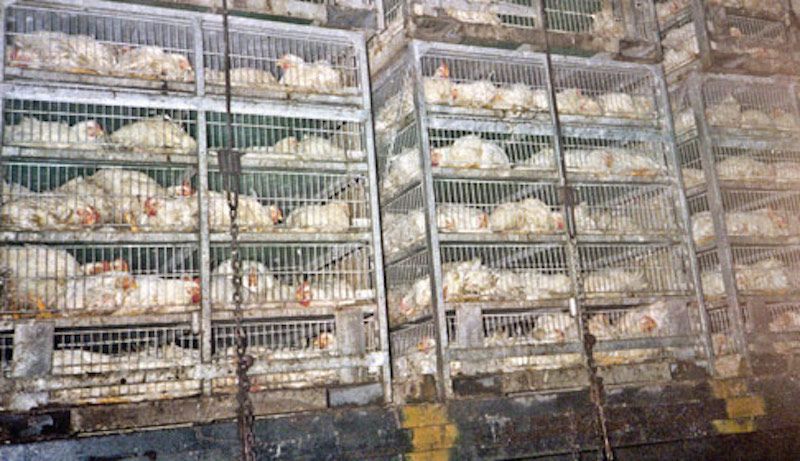It's Time We Treat Chickens as Animals and Not Products